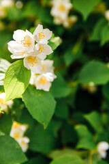 Beautiful white jasmine blossom flowers in spring time. Background with flowering jasmin bush. Inspirational natural floral spring blooming garden or park. Flower art design. Aromatherapy concept