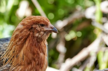 Portrait of a hen chicken with nice orange fur tucked between green leafy plants
