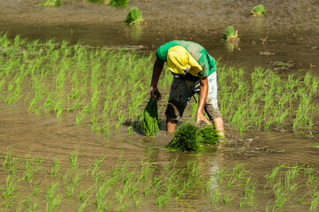 Field worker planting rice in a flooded plot in northern Peru