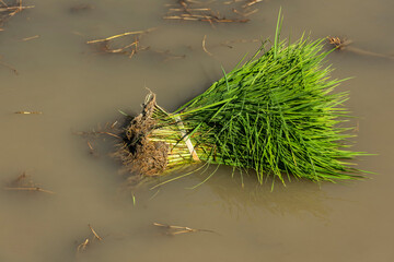 Rice tying in a flooded plantation