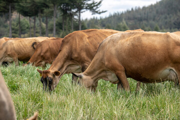 Brown swiss cows grazing at Porcon farm, in Cajamarca, Peru
