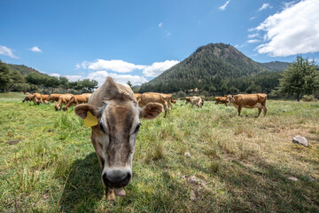 Brown swiss cows grazing at Porcon farm, in Cajamarca, Peru