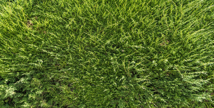 Cypress Pine Green Wallpaper