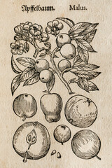 Apple tree and fruit woodcut illustration in antique botanical book Kreutterbuch published in 1586 by Mattioli