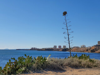 Vega Baja del Segura - Torrevieja - Paisajes de Cabo Cervera y espacio natural de calas junto al mar.