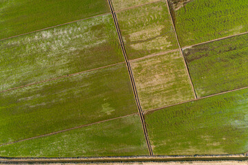 Piura, Peru: Aerial view of rice fields in the Chira river valley, very close to Amotape and Sullana