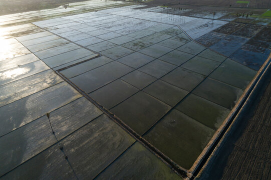 Piura, Peru: Aerial view of rice fields in the Chira river valley, very close to Amotape and Sullana