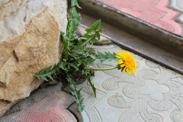 The yellow dandelion flower grows from under the foundation of the house, 