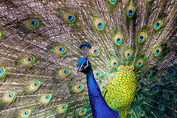 Paradiesvogel: Blauer Pfau im Prachtgeffieder