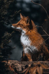 red fox female, in moody forest 