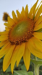 sunflower on a field