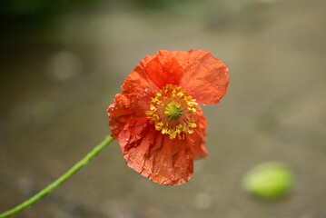 Poppy flowers in a backyard garden.