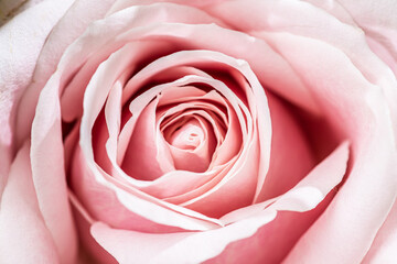 Fototapeta na wymiar Gothenburg, Sweden - May 11 2021: Closeup macro photo of pink rose petals.