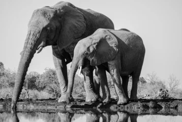 Foto op Aluminium Afrikaanse olifanten drinken bij waterput met reflectie in zwart-wit © JPRVentures