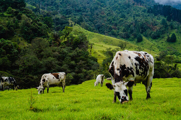 Naklejka premium cows in the mountainous countryside eating grass