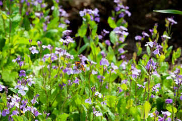 Brassica Pink-mauve flowers