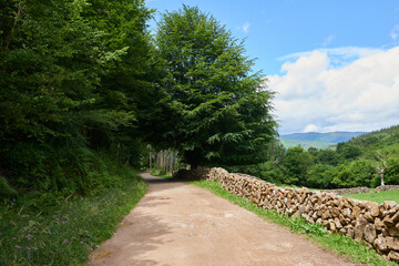 A mountain road surrounded by lush vegetation