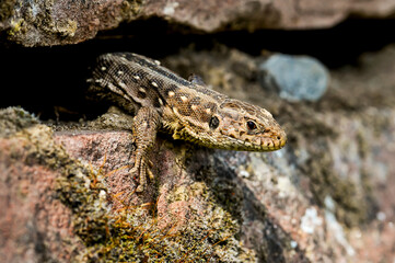 Fototapeta premium lizard on the stone
