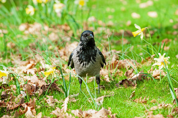 hooded crow (Corvus cornix)
