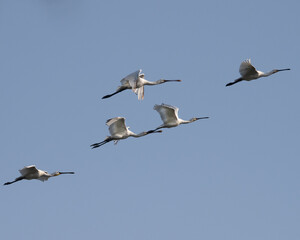 Common spoonbills in flight - Eurasian spoonbill - Platalea leucorodia