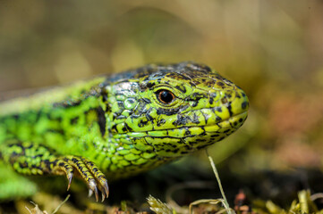 Obraz premium green lizard on a tree