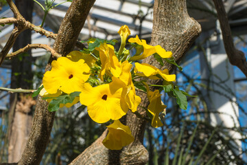 Uncarinablüten