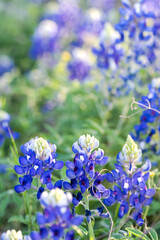 Texas Bluebonnets and Cactus