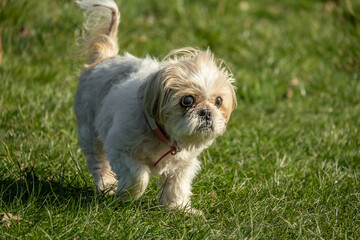 Naklejka na ściany i meble Very old companion dog having a lovely walk through some grass in the park