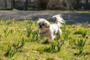 Very old companion dog having a lovely walk through some grass in the park