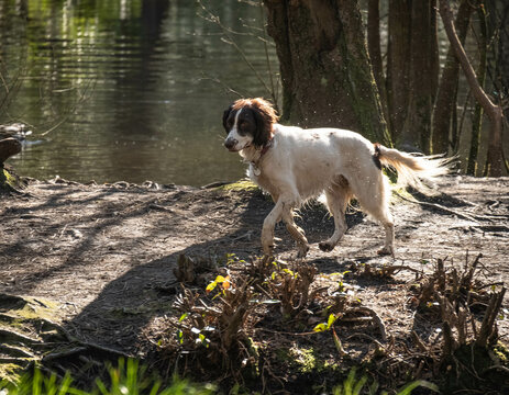 Wet Sprocker Spaniel Dog running around in a park 