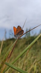 butterfly on grass