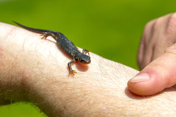 lizard on a hand