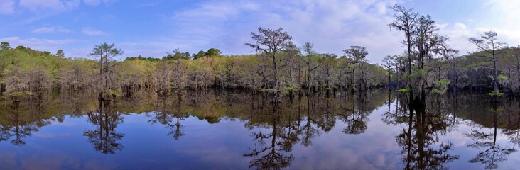 Panorama of Cypress Trees Reflection