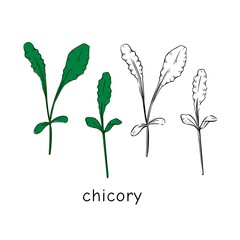 Hand drawn chicory micro greens. Vector illustration in sketch style isolated on white background