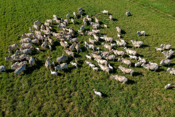 top view of nellore cattle herd on green pasture in Brazil