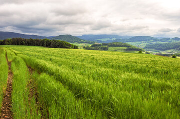 Obraz premium Field in Switzerland 