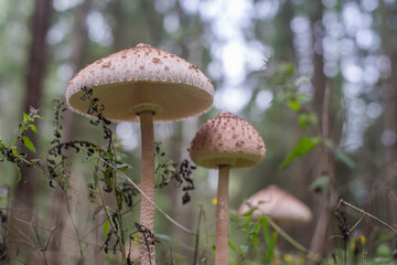 umbrella mushroom grows in the forest