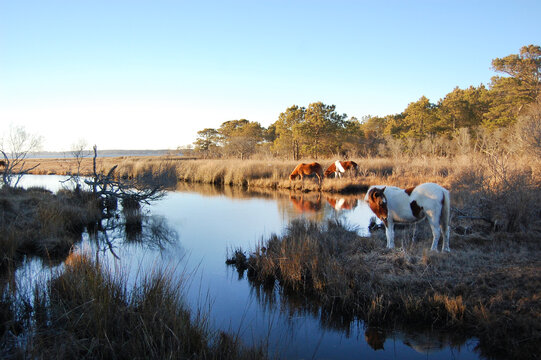 Wild horses living on Assateague Island, in Worcester County, Maryland. 