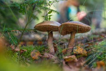 porcini mushroom grows in the forest
