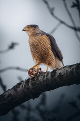 red tailed hawk perched