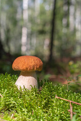 porcini mushroom grows in the forest