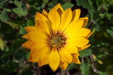 Flower in nature at spring