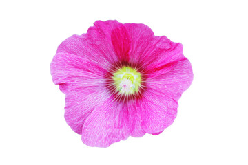 Fototapeta premium pink mallow flower on isolated background