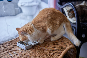 cat feeding premium wet food in aluminum tray.