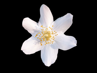 Fototapeta premium white jasmine flower on isolated background