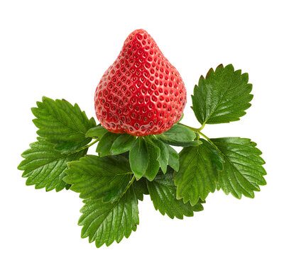 Perfect red Strawberry on Green leaves
