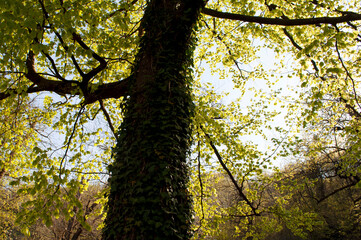 Ivy on the Tree Trunk. Roncola, Italy