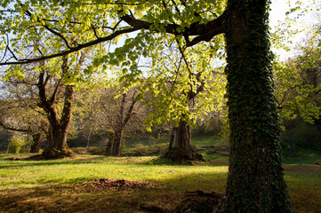 Trees in Springtime. Valle Imagna, Italy