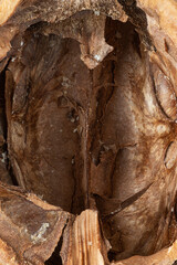  macro photography of the inside of a walnut shell