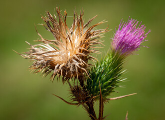 Flower in nature at spring